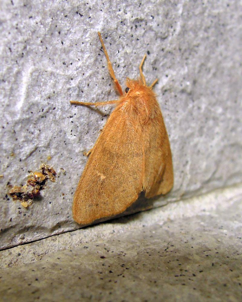 Ocneria rubea (Erebidae)